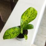 Dieffenbachia maculata Crocodile S