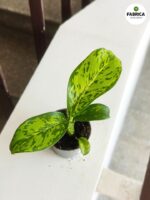 Dieffenbachia maculata Crocodile S