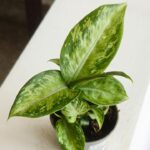 Dieffenbachia maculata SNOW
