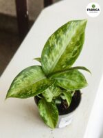 Dieffenbachia maculata SNOW