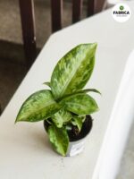 Dieffenbachia maculata SNOW - obrazek 2