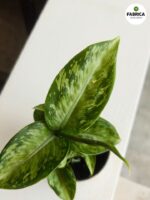 Dieffenbachia maculata SNOW - obrazek 3