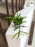 Dischidia philippinensis - obrazek 4