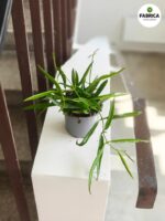 Dischidia philippinensis - obrazek 3