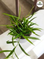 Dischidia philippinensis