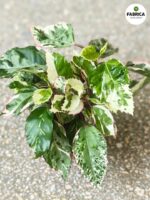 Hibiskus/Roża chińska - Hibiscus rosa sin. Variegata S - obrazek 4