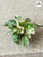 Hibiskus/Roża chińska - Hibiscus rosa sin. Variegata S - obrazek 2