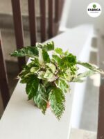 Hibiskus/Roża chińska - Hibiscus rosa sin. Variegata S - obrazek 3