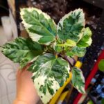 Hibiskus/Roża chińska - Hibiscus rosa sin. Variegata S - obrazek 6