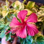 Hibiskus/Roża chińska - Hibiscus rosa sin. Variegata S