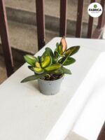 Hoja / Hoya DS 70 Burtoniae S - obrazek 4