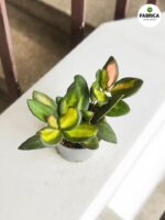 Hoja / Hoya DS 70 Burtoniae S