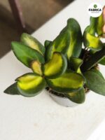 Hoja / Hoya DS 70 Burtoniae S - obrazek 3