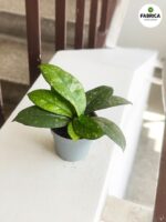 Hoja / Hoya Crassipetiolata Splash S - obrazek 4