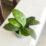 Hoja / Hoya Crassipetiolata Splash S