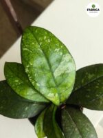 Hoja / Hoya Crassipetiolata Splash S - obrazek 3