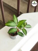 Pellionia Repens - Begonia - obrazek 4