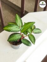 Pellionia Repens - Begonia - obrazek 2