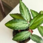 Pellionia Repens - Begonia