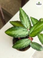 Pellionia Repens - Begonia