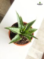 Sansewieria / Sansevieria Cinta - obrazek 3