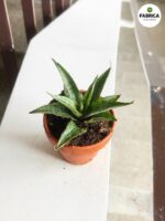 Sansewieria / Sansevieria Cinta - obrazek 2