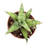 Sansewieria / Sansevieria Snowflake