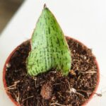 Sansewieria / Sansevieria Cinta - sadzonka liściowa ukorzeniona