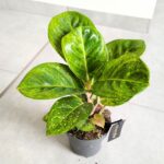 Aglaonema Apple Green
