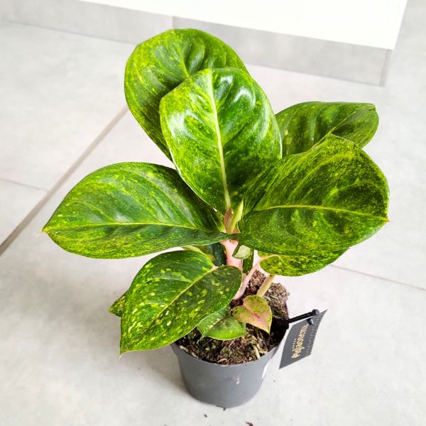 aglaonema apple green (1) Aglaonema Apple Green - obrazek 1
