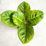 Aglaonema Apple Green - obrazek 2