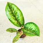 Aglaonema Camo Coralie - obrazek 4