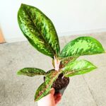 Aglaonema Camo Coralie - obrazek 7