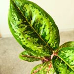 Aglaonema Camo Coralie - obrazek 8