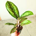 Aglaonema Camo Coralie - obrazek 9