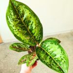 Aglaonema Camo Coralie - obrazek 10