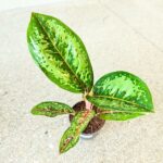 Aglaonema Camo Coralie - obrazek 11