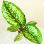 Aglaonema Camo Coralie - obrazek 6