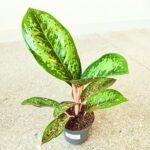 Aglaonema Camo Coralie - obrazek 5
