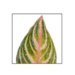 Aglaonema Dreamcatcher - obrazek 3