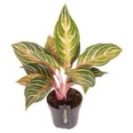 Aglaonema Dreamcatcher