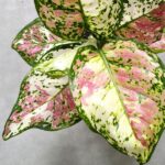 Aglaonema Jazzy Red - obrazek 4