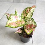 Aglaonema Jazzy Red - obrazek 3