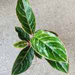 Aglaonema Jungle Shadows - obrazek 4
