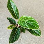 Aglaonema Jungle Shadows