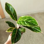 Aglaonema Jungle Shadows - obrazek 9