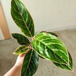 Aglaonema Jungle Shadows - obrazek 7