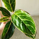 Aglaonema Jungle Shadows - obrazek 6