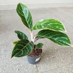 Aglaonema Jungle Shadows - obrazek 5