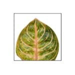 Aglaonema Tourmaline Gold - obrazek 3
